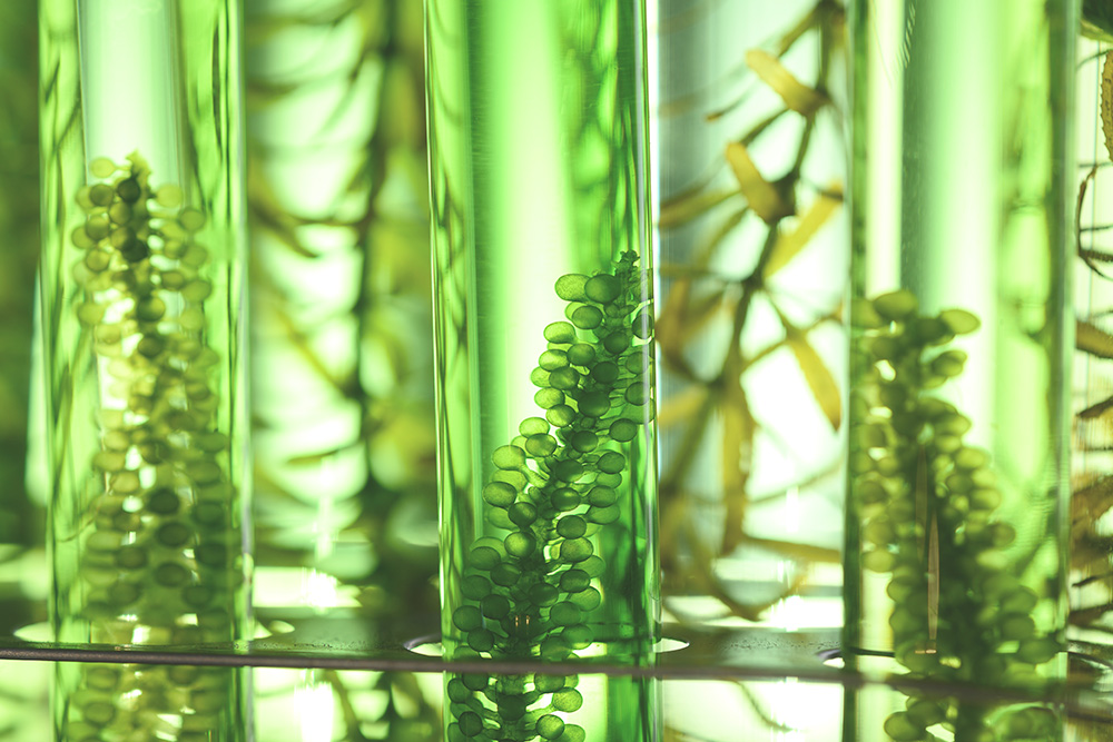 Algae in test tubes in a research laboratory.