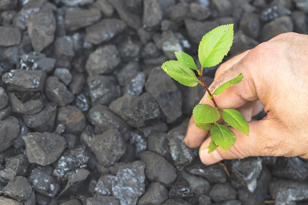 Green plant growing out of charcoal.